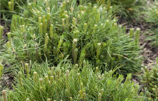 Pinus mugo var. mughus