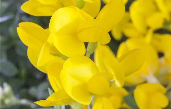 Spartium junceum
