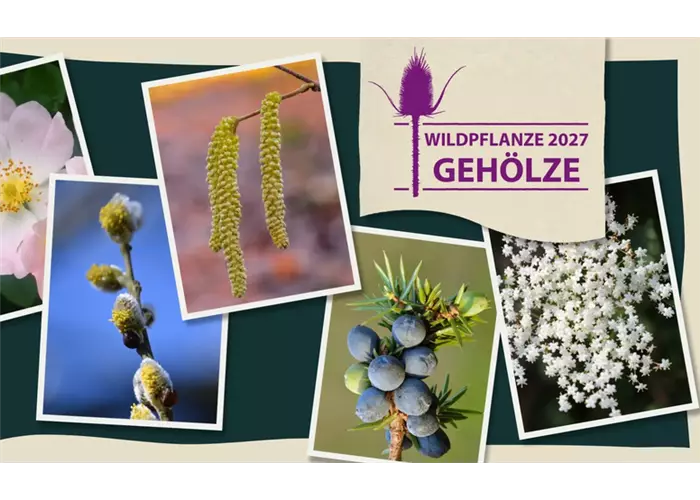 Wildpflanzenwahl 2027 – Gehölze
