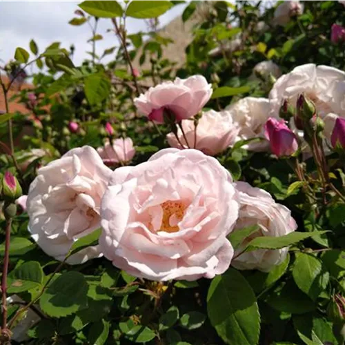 Rosa arvensis Splendens