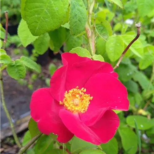 Rosa gallica Scharlachglut