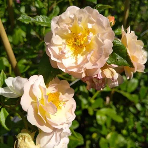 Rosa Ghislaine de Féligonde