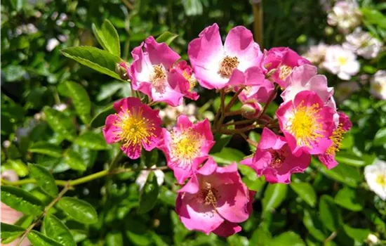 Rosa Maria Lisa