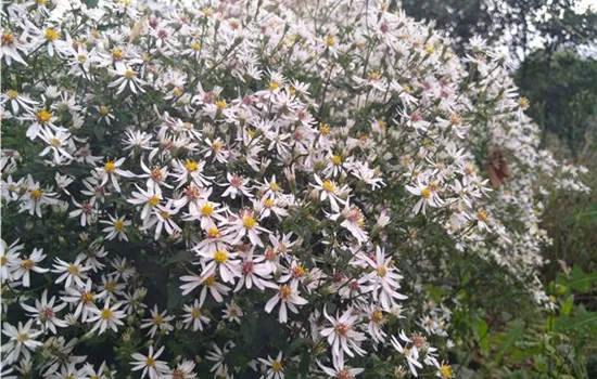 Aster ericoides Schneetanne