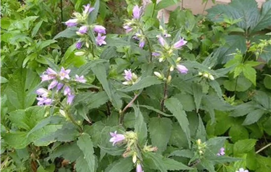 Campanula trachelium