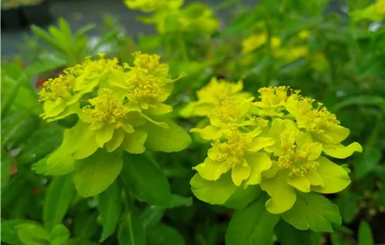 Euphorbia polychroma