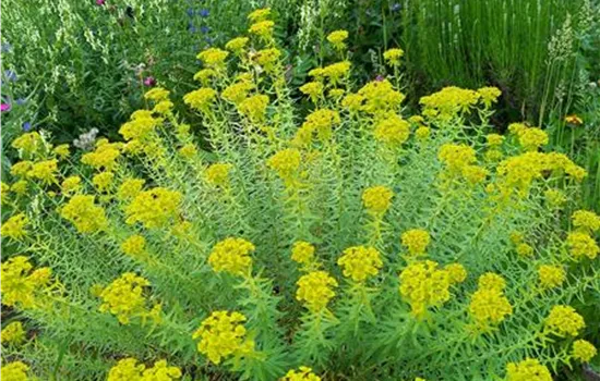 Euphorbia seguieriana ssp niciciana