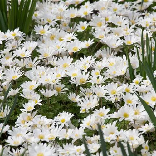 Anemone blanda White Splendour*, 18 St. Anemone blanda White Splendour*, 18 St.